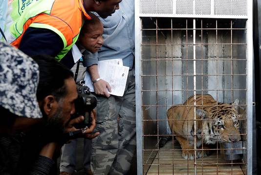 De persbelangstelling was enorm bij de aankomst van Laziz op de luchthaven van Johannesburg.