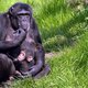 Chimpansees hebben ook cultuur. Alleen wordt die bedreigd door ontbossing en jacht