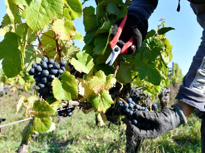 Zeven ton druiven gestolen uit Franse topdomeinen. Politie staat voor een raadsel