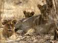 Un guide tué par un lion lors d'un safari dans le parc de Cecil