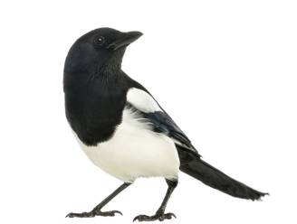 Eksters juist bang voor glimmende voorwerpen