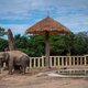 ‘De eenzaamste olifant ter wereld’ is in Cambodja verlost van de spijkerstokken