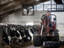Protest tegen koeiennorm vooral vanuit Brabant en Limburg: ‘Hier zouden veel melkveehouders verdwijnen’