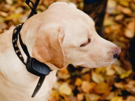 Politie redt labrador net op tijd uit hete minibus