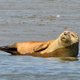 Het aantal zeehonden in de Waddenzee slinkt, het onderzoek naar oorzaak loopt nog