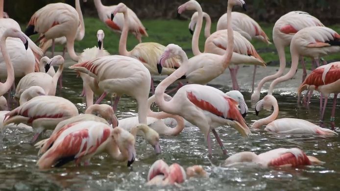 Maar liefst 172 flamingo's overleden door de aanval. Foto ter illustratie.