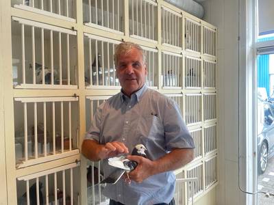 Albert de Zwart (73) komt uit een familie vol duivenmelkers: 'Ik werd geboren in de duivenwinkel'