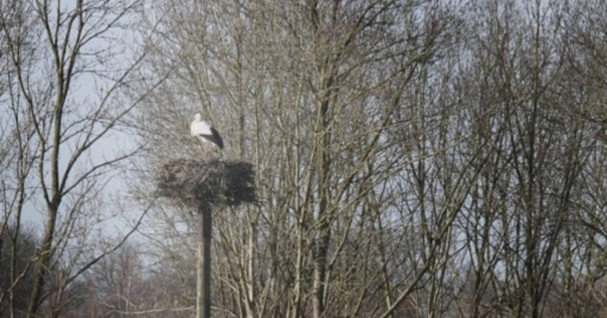 De ooievaar kleppert al in februari