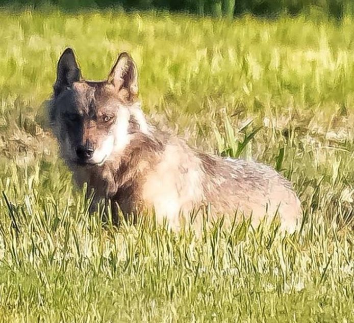 Wolf gespot in de Moerputten in Den Bosch.