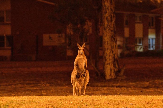 Een kangoeroe observeert het vuur vanuit een tuin in het stadje Nowra in de staat New South Wales.