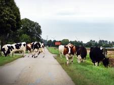 Waterschap zet in op groene polders: ‘Belangrijk mensen ervan te overtuigen waarom we doen wat we doen’