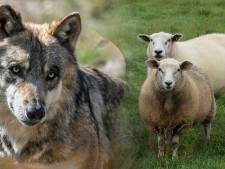 Wolf sloeg vorige maand drie keer toe in Flevoland, blijkt uit dna-onderzoek: 11 schapen gedood