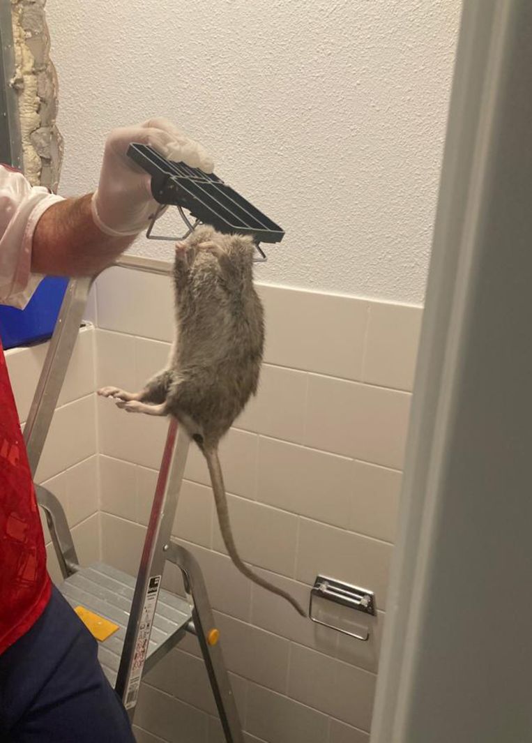 Ratten overspoelen 'Een vuilcontainer is feestmaal'