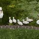 Is een zwaan sadistisch?