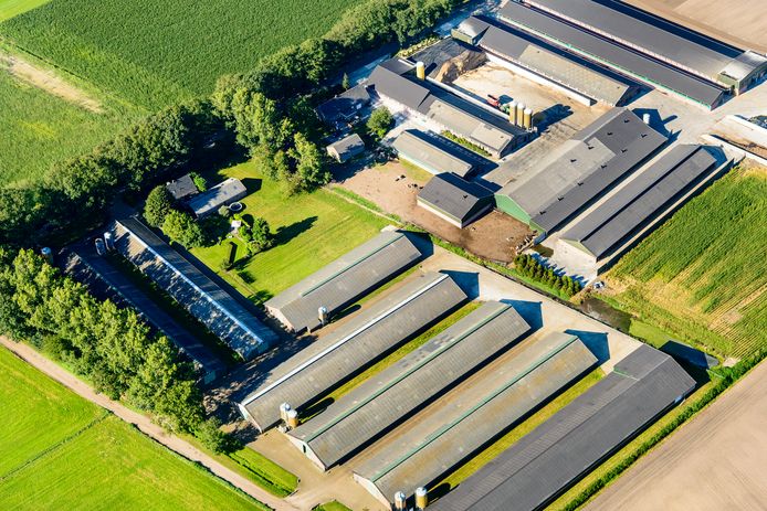 Een varkensboerderij bij Deurne, in De Peel. Foto ter illustratie