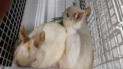 Konijnen gedumpt voor hotel in Zeddam