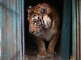Uitgemergelde tijger ruilt schurftige kooi in Palestina voor glorieus nieuw bestaan