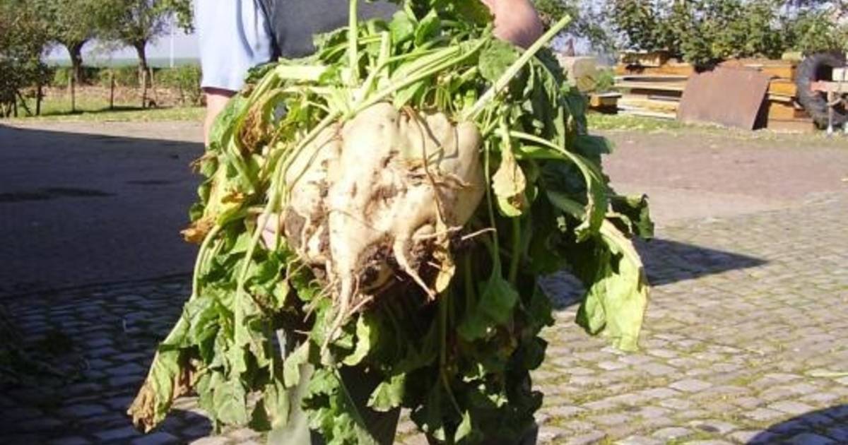 Dikste suikerbiet van 2010