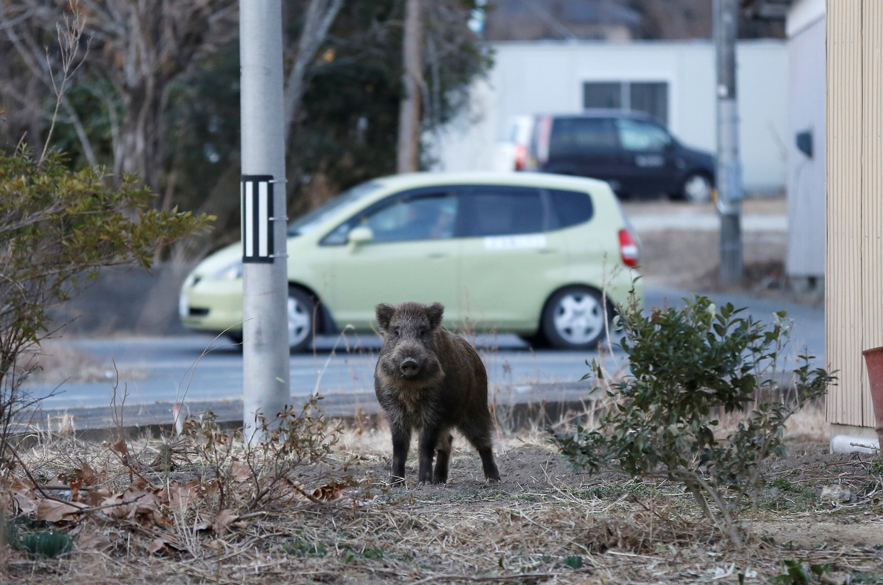 Een wild zwijn loopt door het geëvacueerde gebied bij de Fukushima-reactor, maart 2017.  Beeld Reuters