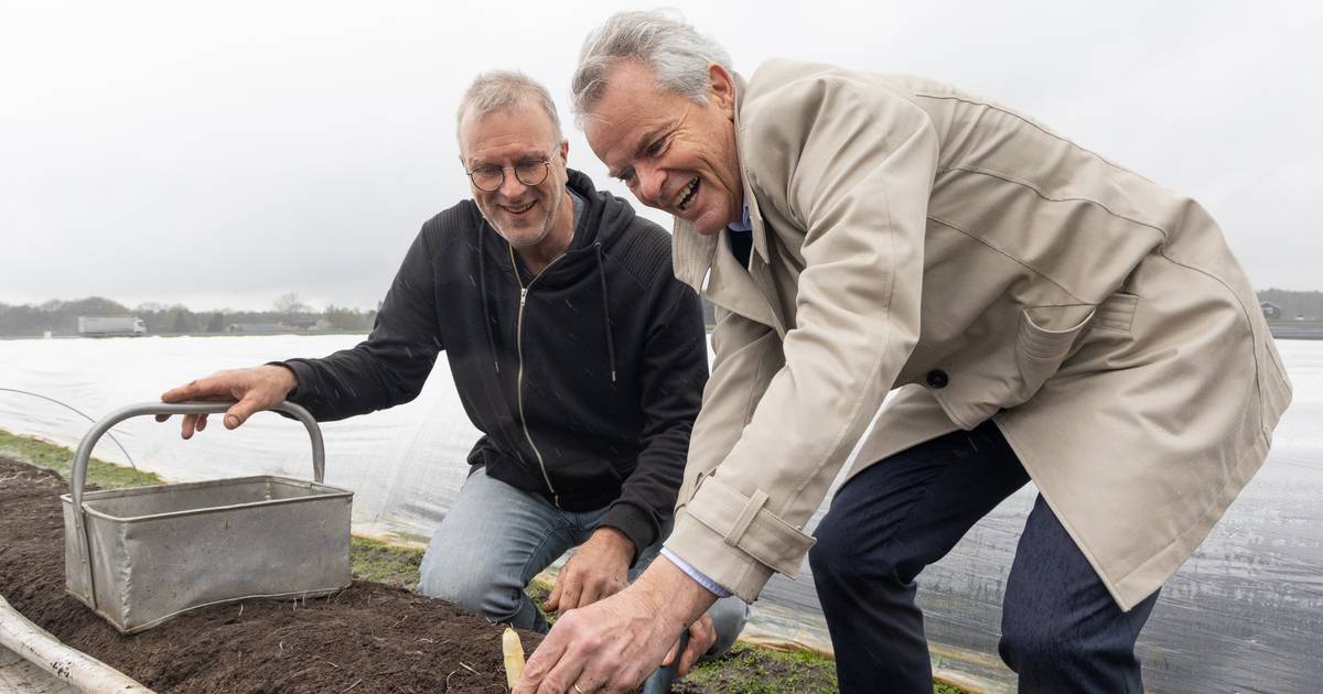 Genieten van het witte goud in Diffelen na stoeien met water: ‘Net als de eerste haring die gegeten 