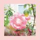 Op ‘Summer at Land’s End’ brengt The Reds, Pinks and Purples de ene pastelkleurige toptrack na de andere