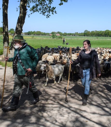 Spannende zomer in het Haaksbergerveen: ‘We moeten onze schapen bij de wolf uit de bek houden’