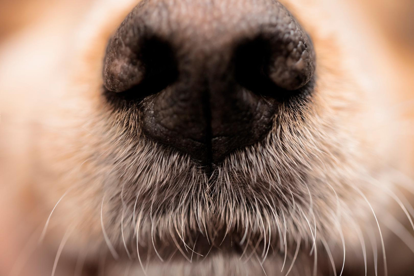 У собаки на носу корка. Собачий нос. Носы животных. Нос собаки Макросъемка.