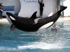 Une nouvelle orque meurt dans un parc marin en France: “Nous avions alerté sur sa santé”