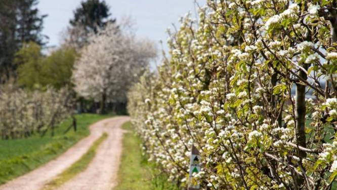 Zoutleeuw organiseert opnieuw Bloesemwandeling tussen verlichte boomgaarden