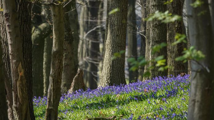 Een wandeling tussen de boshyacinten, meteen een bewijs dat het lente is.