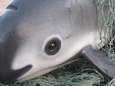 Getrainde dolfijnen moeten bedreigde 'panda van de zee' redden
