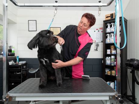 Hondentrimsalons in Twente alarmeren: ‘Populaire labradoodle heeft meer zorg nodig’