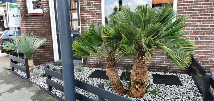 spijsvertering eer Kreet Billenknijpen voor de exotische tuinier: tien tips voor palmbomen in de  vrieskou | Waalwijk, Heusden e.o. | bd.nl