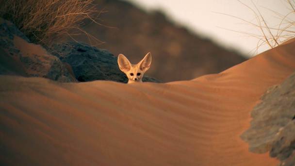 Super Cute Animals