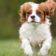Familie vindt hond dood in laadruimte van vliegtuig na vertraging