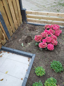 De roze hortensia’s in de tuin van Nieuwegeinse Ilse zijn blijven staan, maar de twee witte ernaast zijn met zorg uitgegraven en meegenomen.