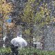KMI waarschuwt voor smeltende sneeuw: kans op gladheid tijdens ochtendspits
