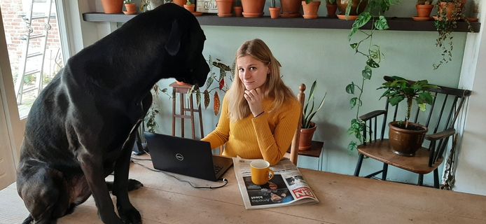 Voor Twingo kan het thuiswerken niet lang genoeg duren. En voor zijn baasje Fee Buurmans is het werken met Twingo aan haar voeten een van de grote voordelen van het werken in de woonkamer. Soms wil de  Deense dog-mix een poot toesteken bij het bijhouden van onze website.