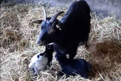 Kroamschudd'n: eerste lammetjes geboren bij kinderboerderij Almelo