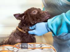 Chowchow die vol schurft bij Dierenasiel Gorinchem werd binnengebracht, knapt langzaamaan op