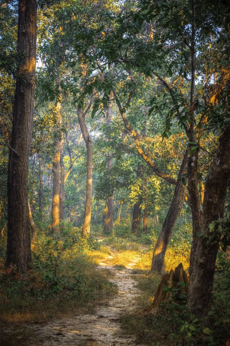Chitwan National Park Beeld COLOURBOX