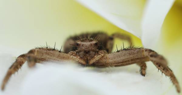 De krabspin: 'Ze zuigt haar slachtoffer leeg als een verse proteïneshake' - Tubantia