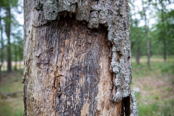 Oude eikenbomen sterven op de Veluwe af door te veel uitstoot van stikstof.