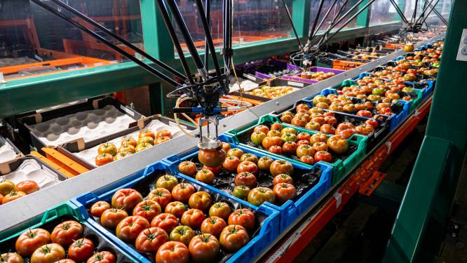 ‘Tientallen miljoenen’ geïnvesteerd in Eindhovens bedrijf achter verpakkingsrobot voor groente
