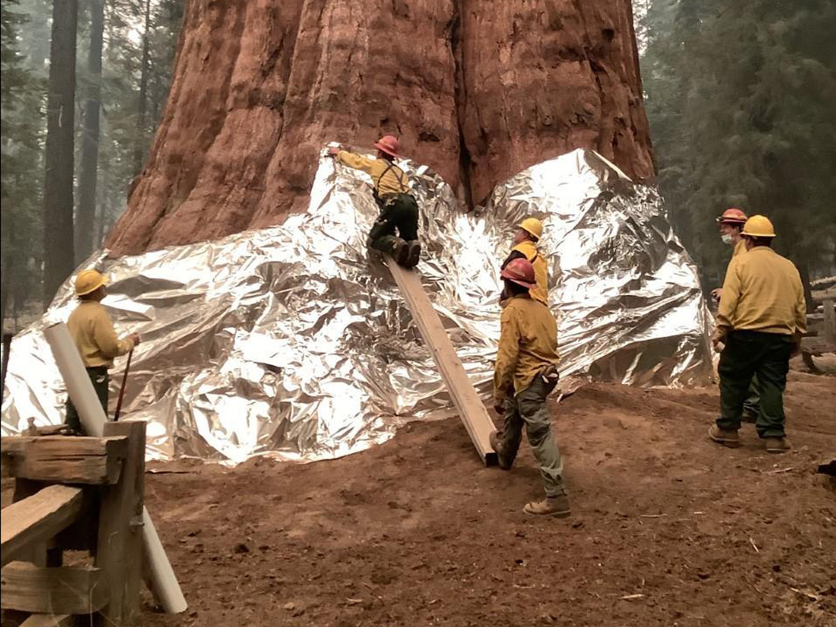 De voet van 's werelds grootste boom, een sequoia genaamd General Sherman, wordt ook ingepakt met folie.