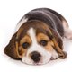 Ontslagen proefdierpuppy's zoeken nieuw baasje