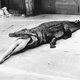 Documentaire over fameuze modefotograaf Helmut Newton is verhelderend en onderhoudend