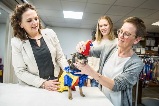 Hondje buddy die wordt verkleed voor Carnval.