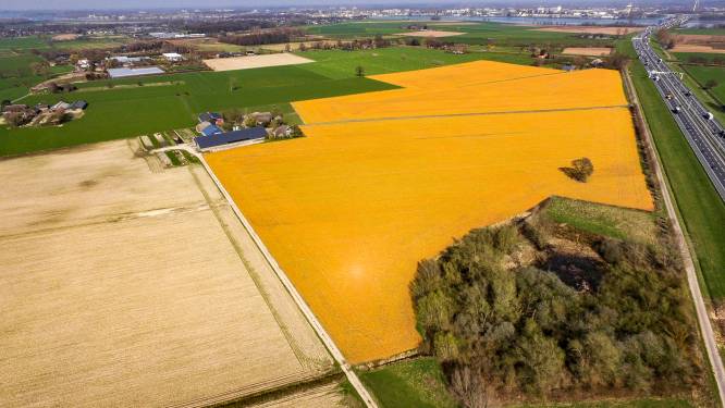 Gemeenten leggen zelf verbod omstreden gif glyfosaat op: ‘zorgen over drinkwater’