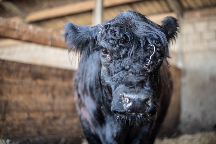 Koe Leonarda 12 spoelde aan in Escharen, en staat nu weer hooi te eten in een droge stal thuis in Echt.